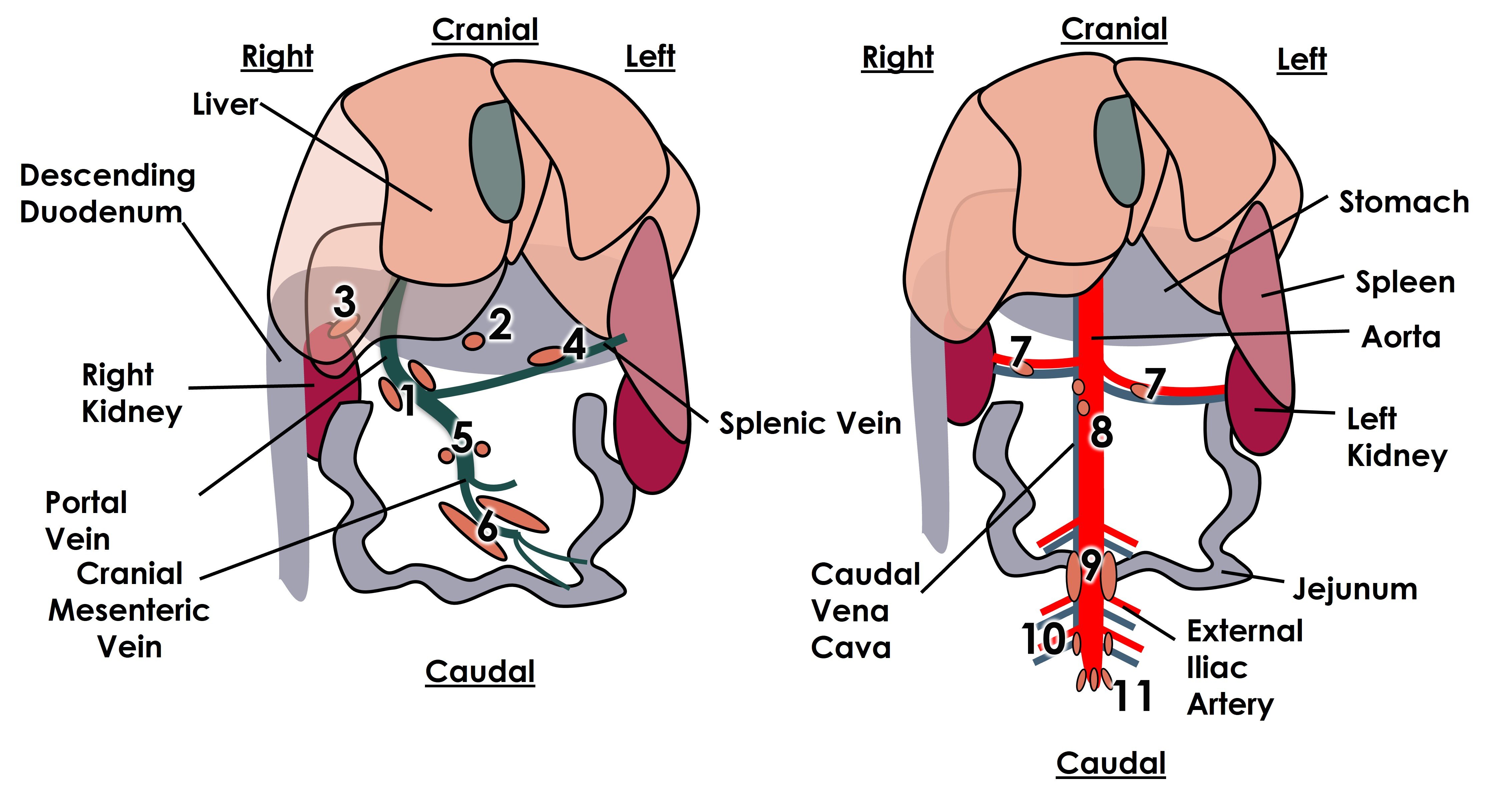 ultrasonography-of-lymph-nodes